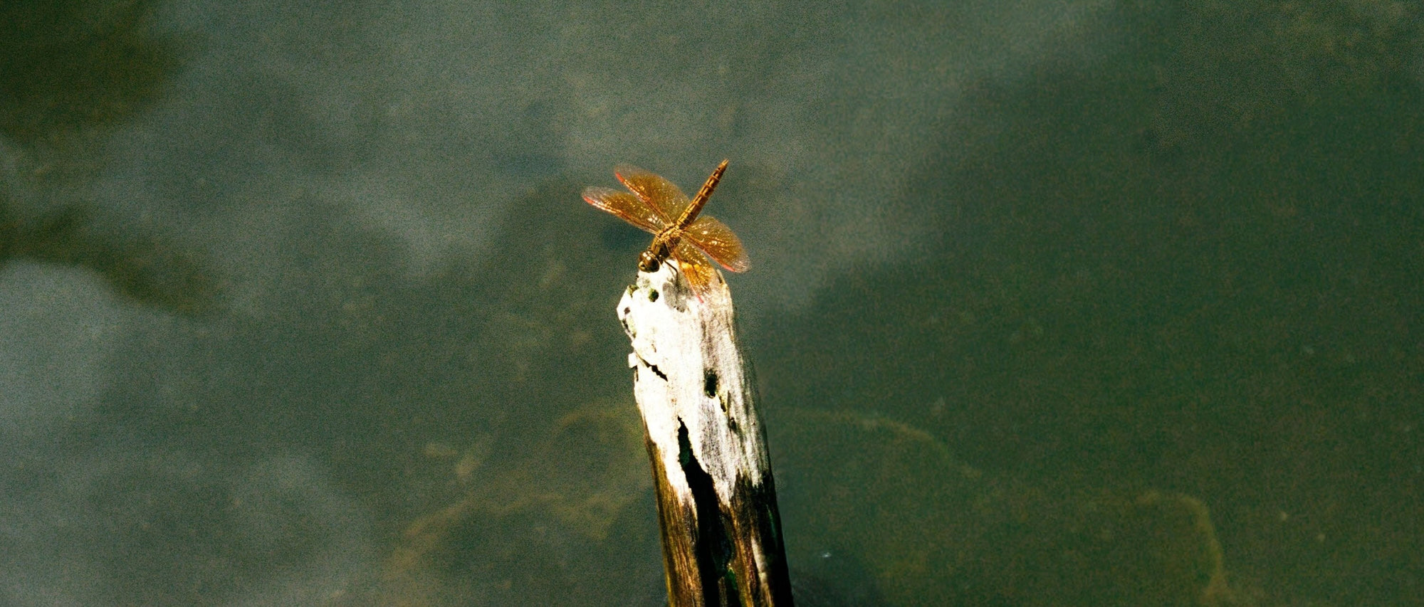 Seeds of Inspiration