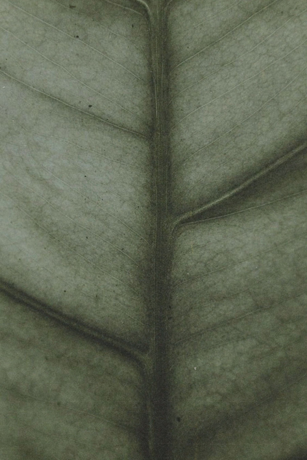 Shop By Colour: Green