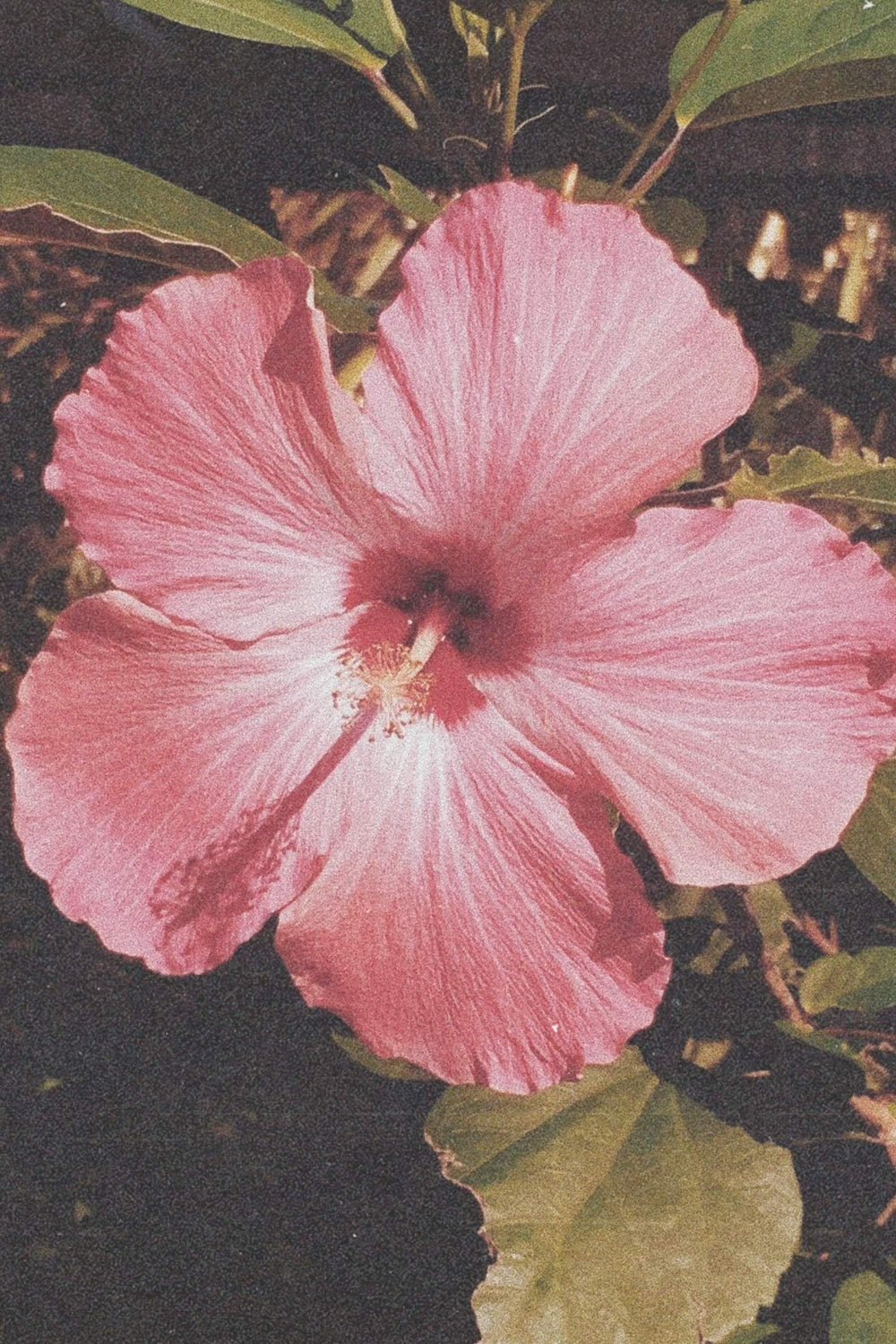 Shop By Colour: Pink