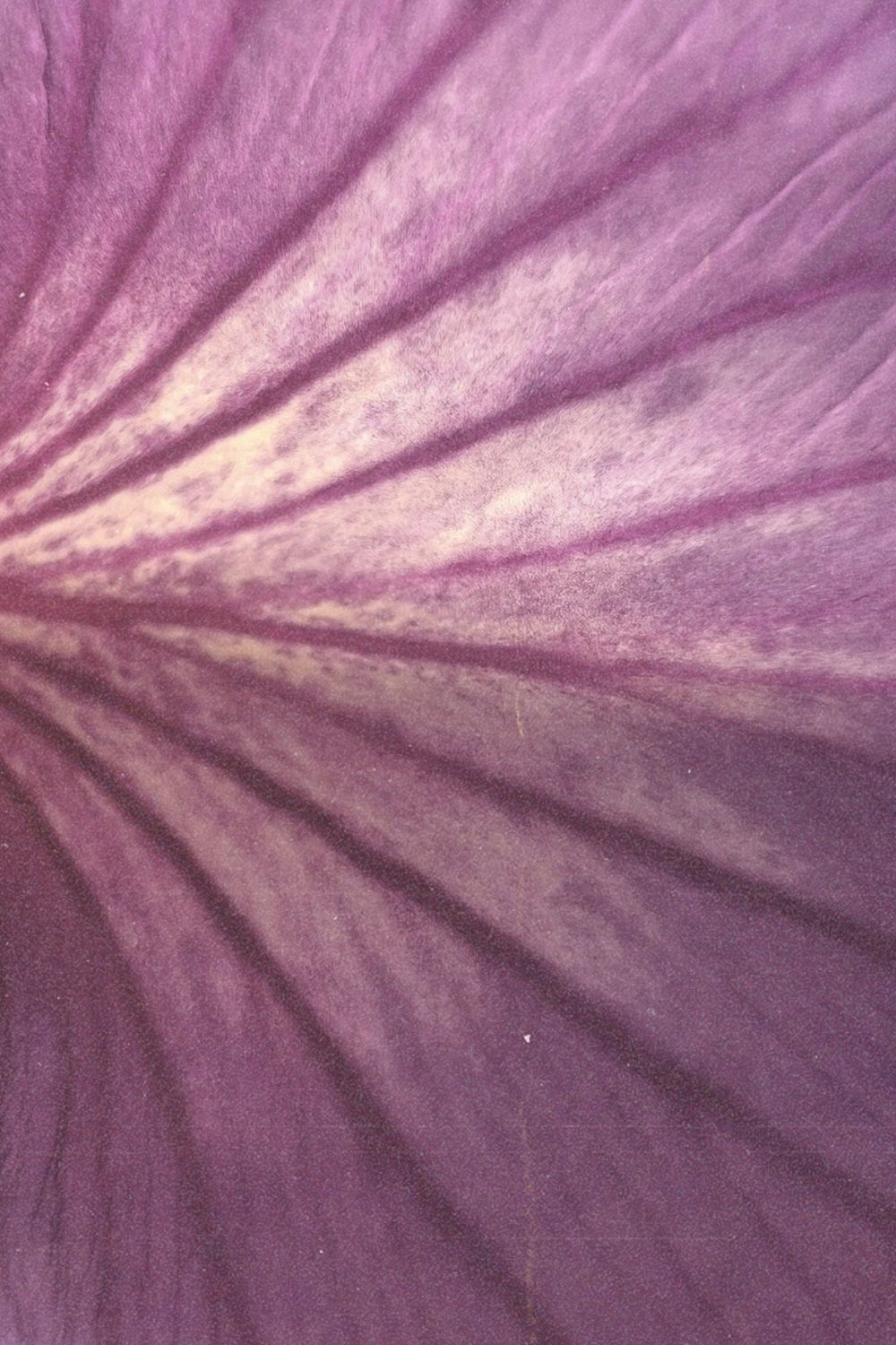 Shop By Colour: Purple