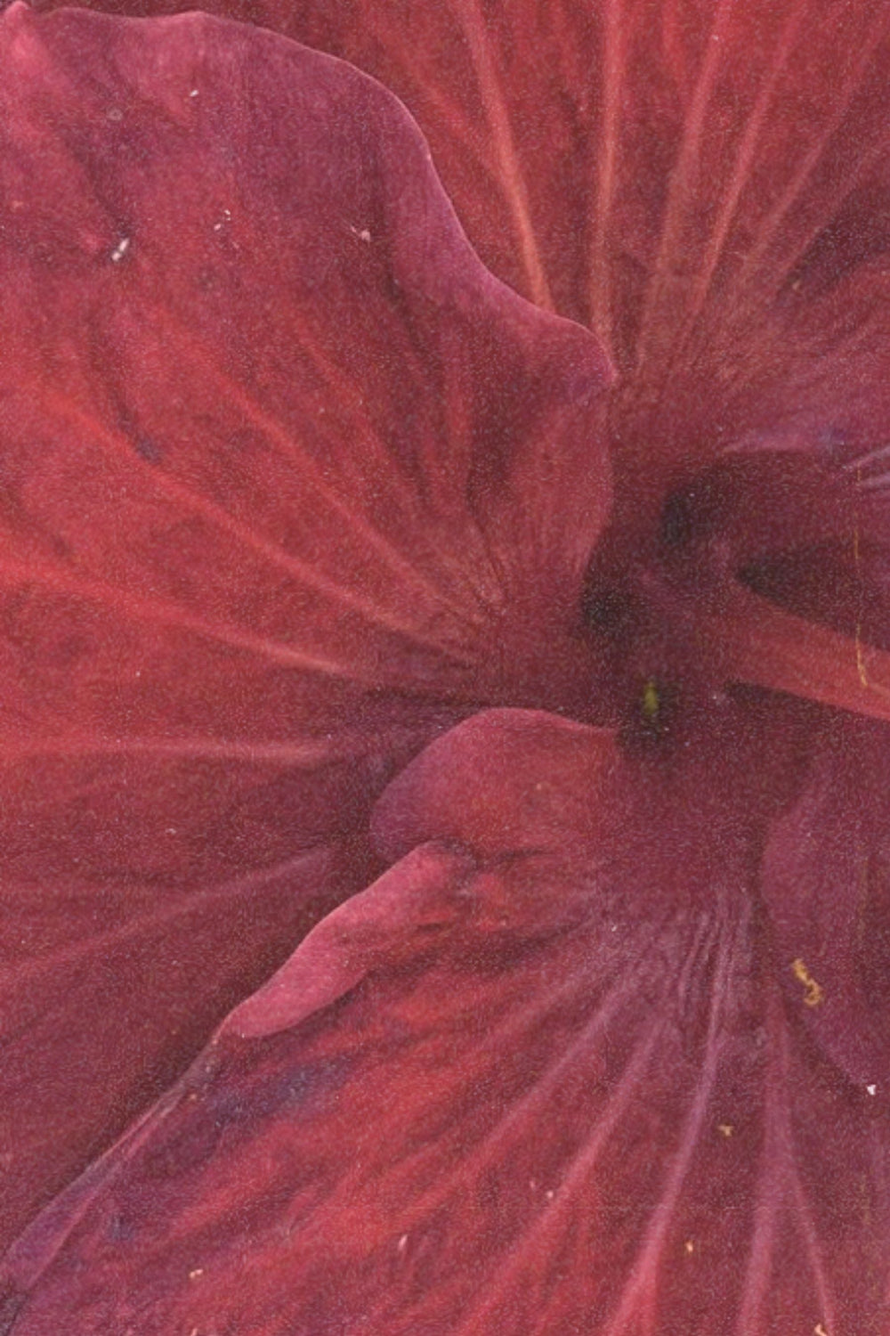 Shop By Colour: Red
